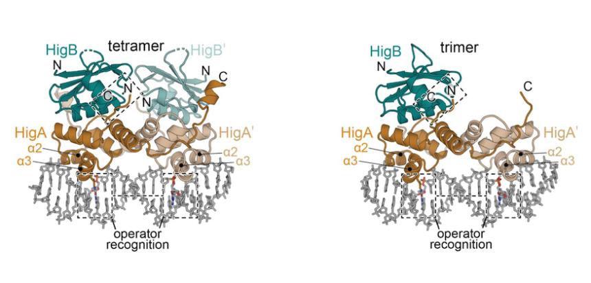 www.biorxiv.org/content/10.1101/2021.03.04.434028v1.full